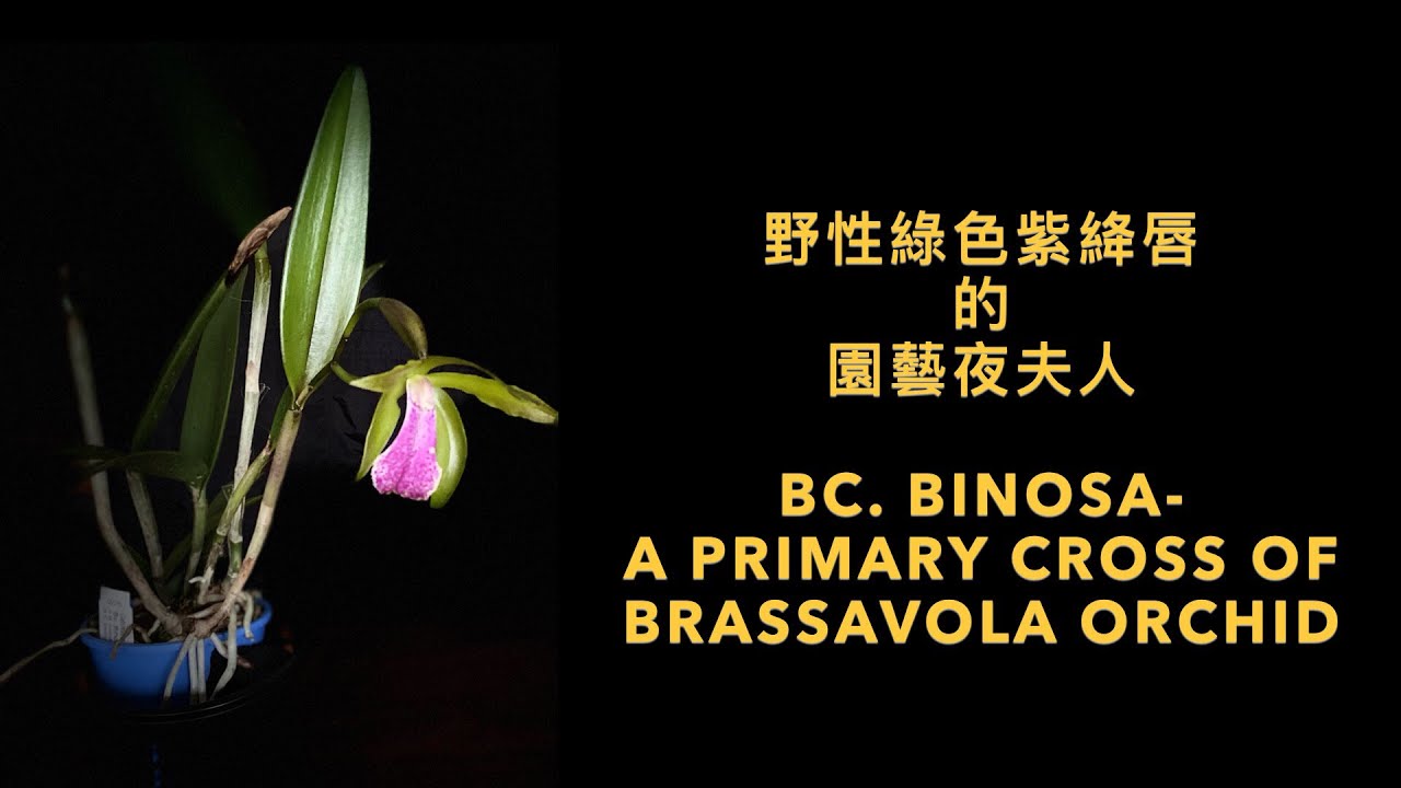 2317 野性綠色紫絳唇的園藝夜夫人 Bc Binosa a primary hybrid Brassavola orchid