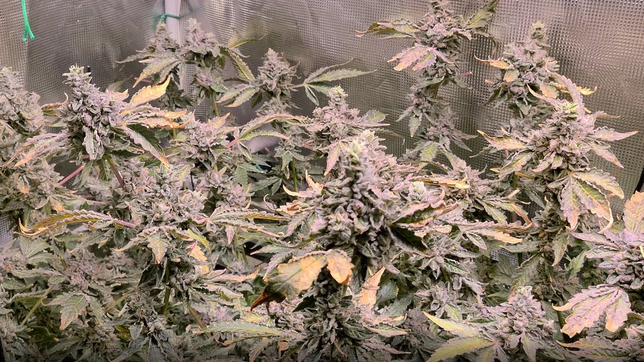 Jokerz By Compound Genetics, Day 68 Flower, New Run