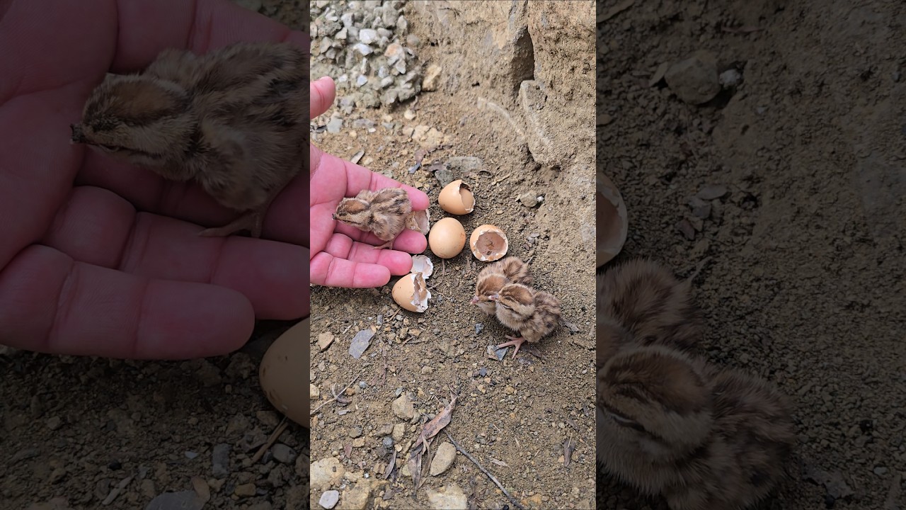 Partridge Chicks Hatched out | 