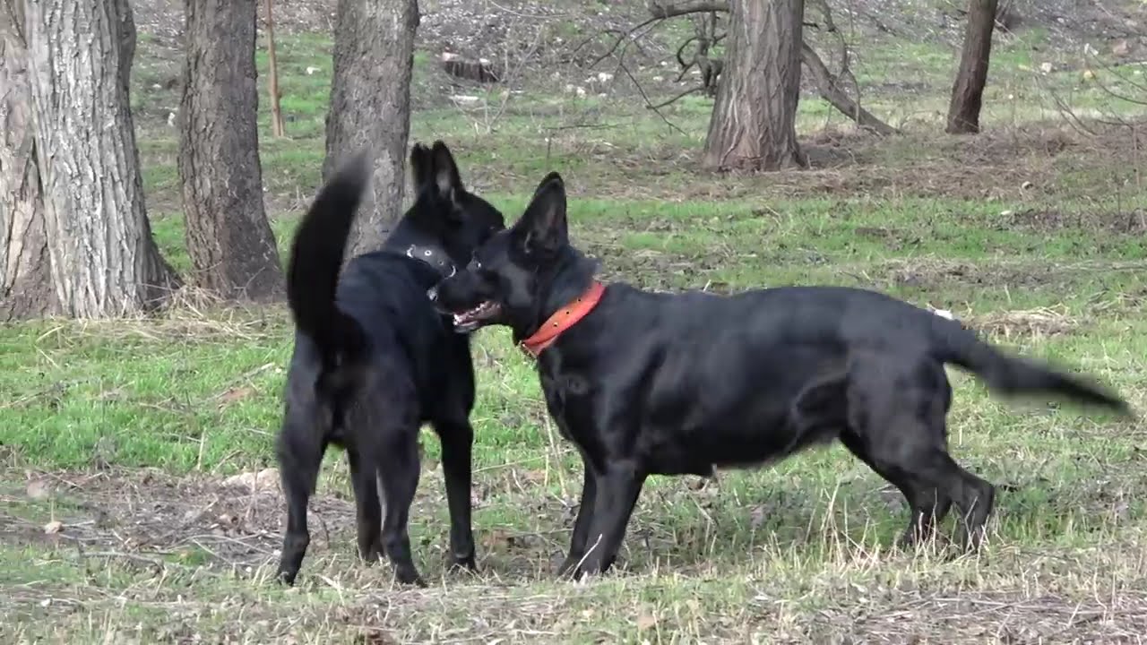 🐕🐕🔥Красивая племенная пара Монарх и Чара. Немецкие овчарки чёрного окраса. Одесса 2023.