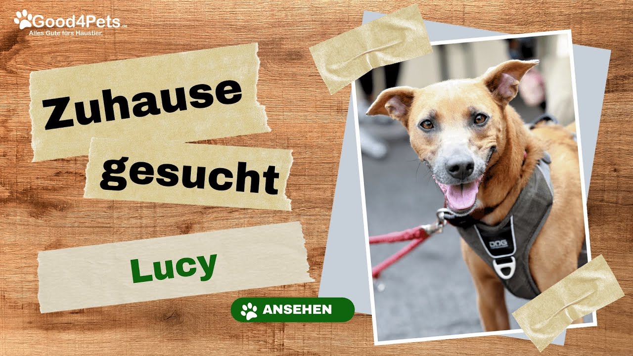 Zuhause gesucht - LUCY vom Tierheim Aachen | Good4Pets.de