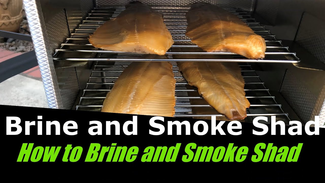 How to Brine and Smoke Shad Part II. #1 way to prepare most underrated fish.