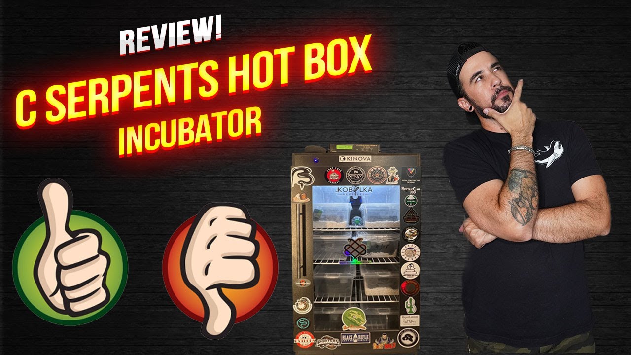 C Serpents Incubator Review!