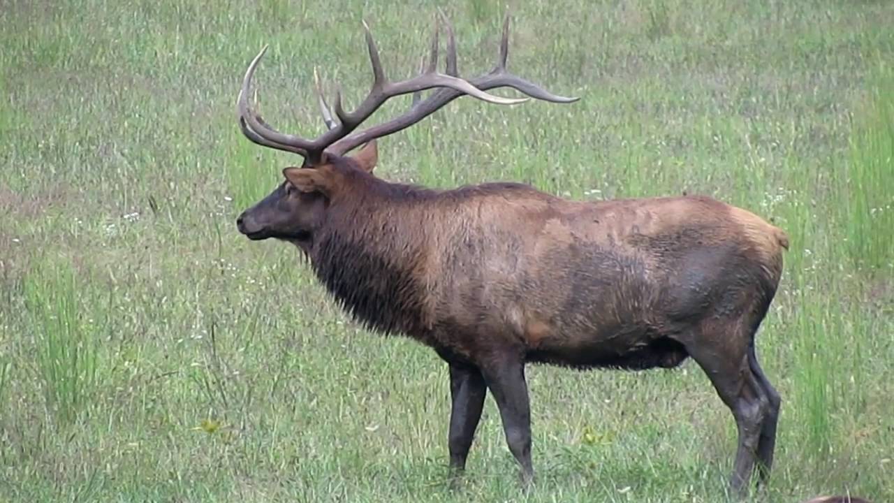 Elk herd in Cherokee, NC