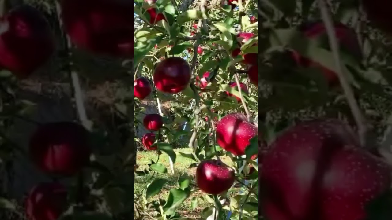 Amazing Japanese Apple🍎😍