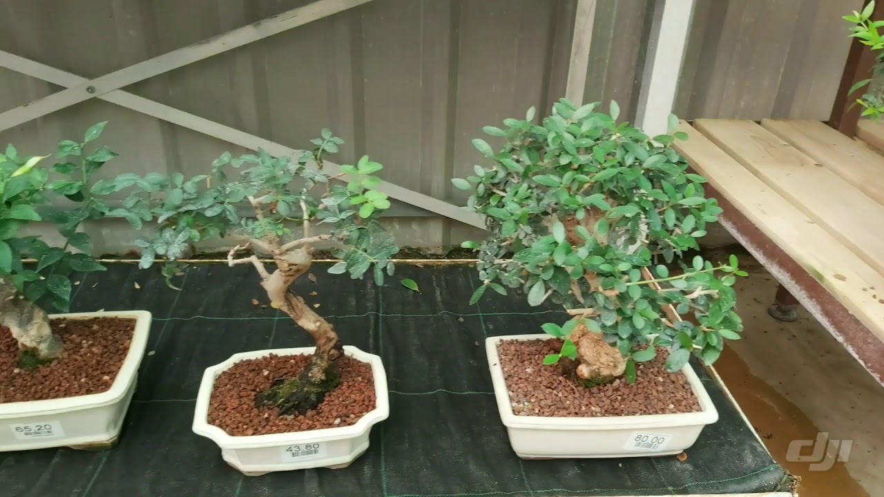 BONSAI DE VISITA AL VIVERO LOS PLANTELES EN CASTELLAR DE LA FRONTERA BUSCANDO BONSAI *