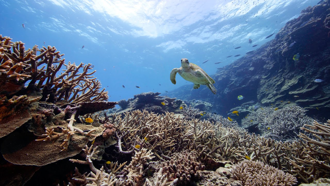 Southern Great Barrier Reef Underwater 8K RED V RAPTOR Stock Footage Reel