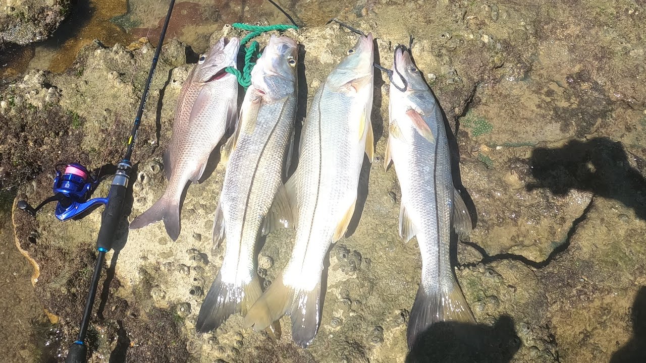 QUE DIA DE PESCARIA!  A ULTRALIGHT CANTOU,  3 ROBALOS INSANOS E UM SARGO BRUTO  NA MESMA SAÍDA 😱🎣