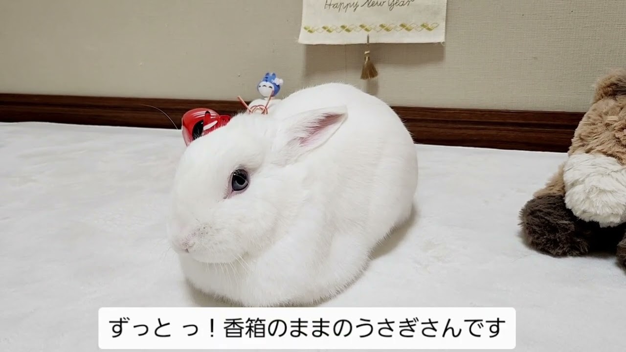 写真撮影をしていたら疲れて ずうっと！ 香箱になってしまった うさぎさん