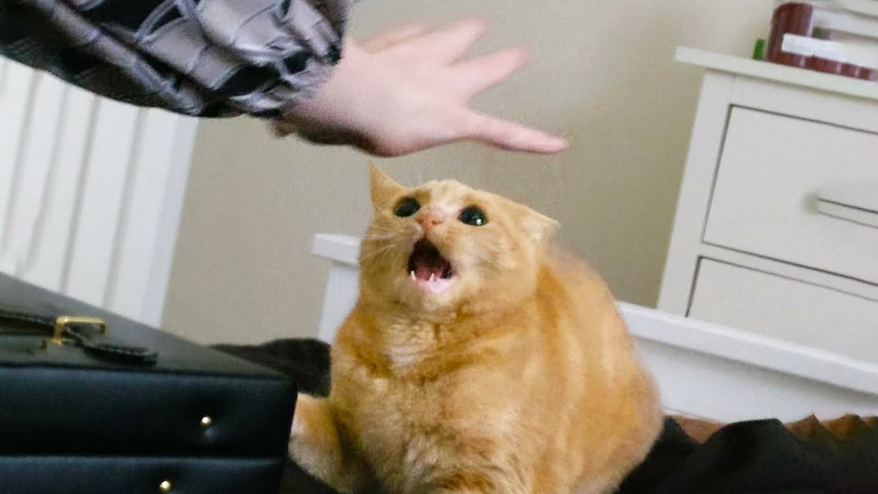 You Laugh, You Lose! 🤣 Funny Cat Videos 2025 😹 Part 86