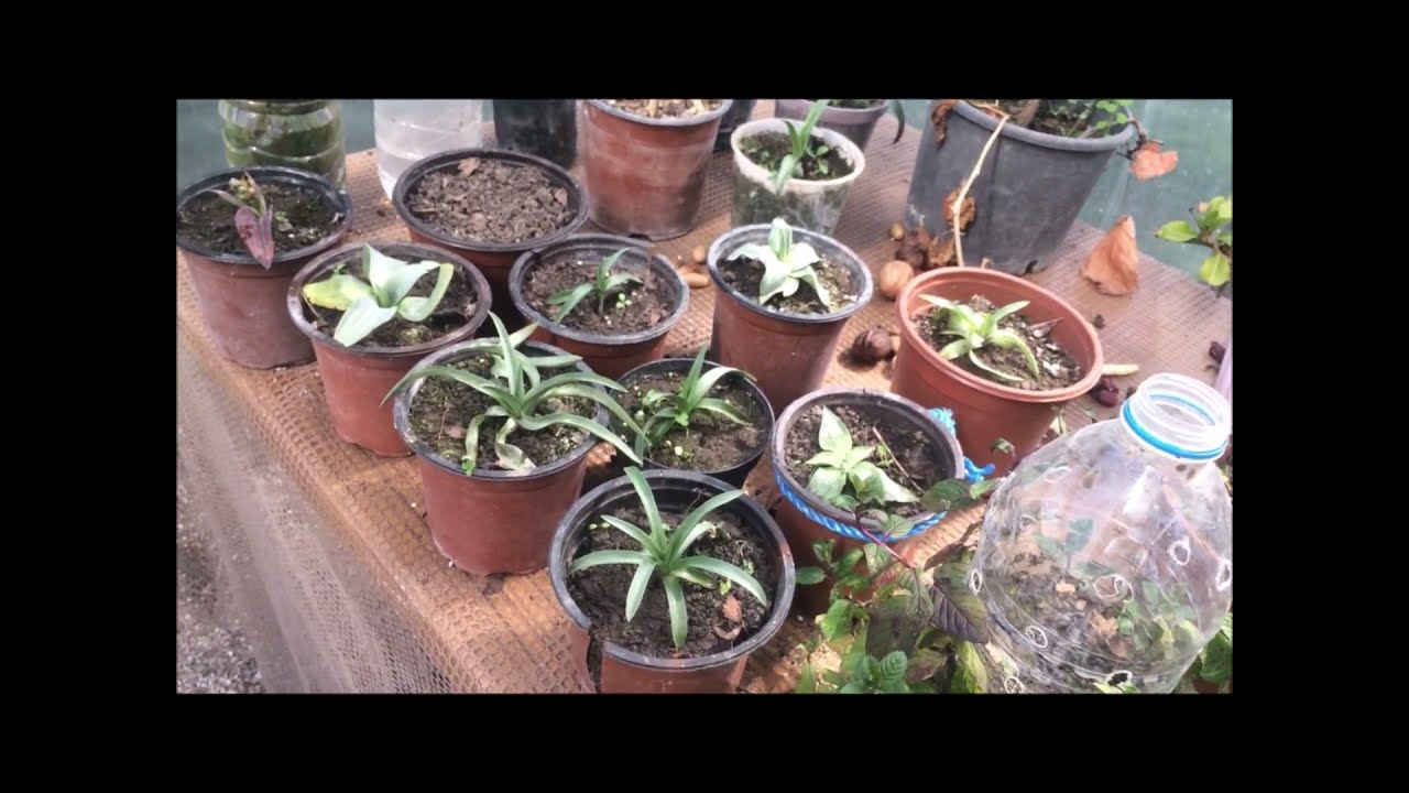 Saksıda salep türleri çiçek açmaya başladı