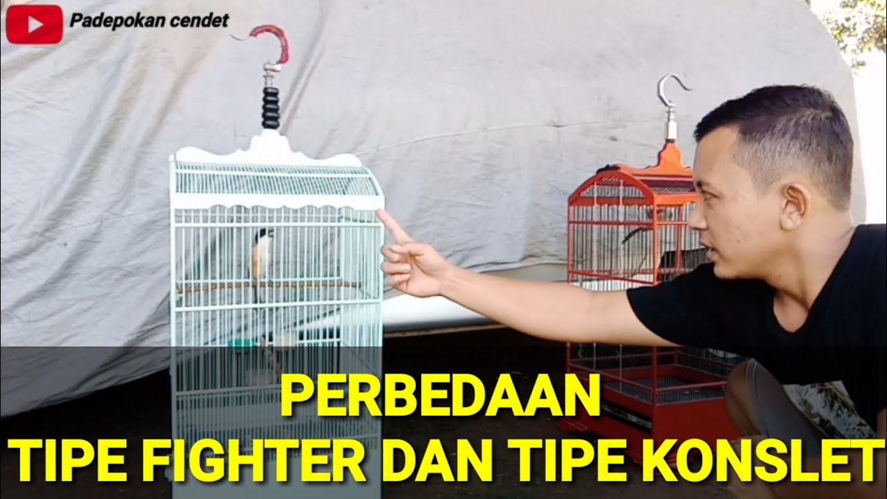 CENDET TIPE KONSLET DAN TIPE FIGHTER, harus mengetahui perbedaannya karena rawatannya beda