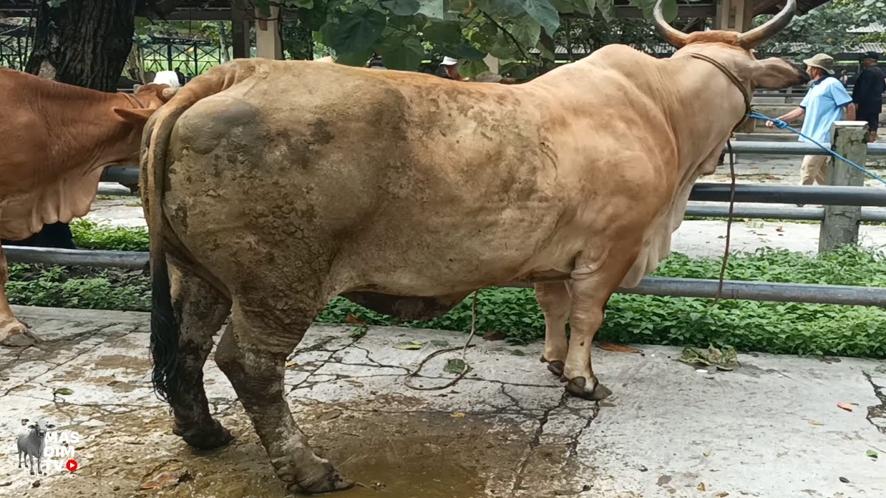Harga Terbaru Bakalan Super Pilihan, Babon Super Terjumbo Pagi Ini Pasar Sapi Ambarketawang Jogja