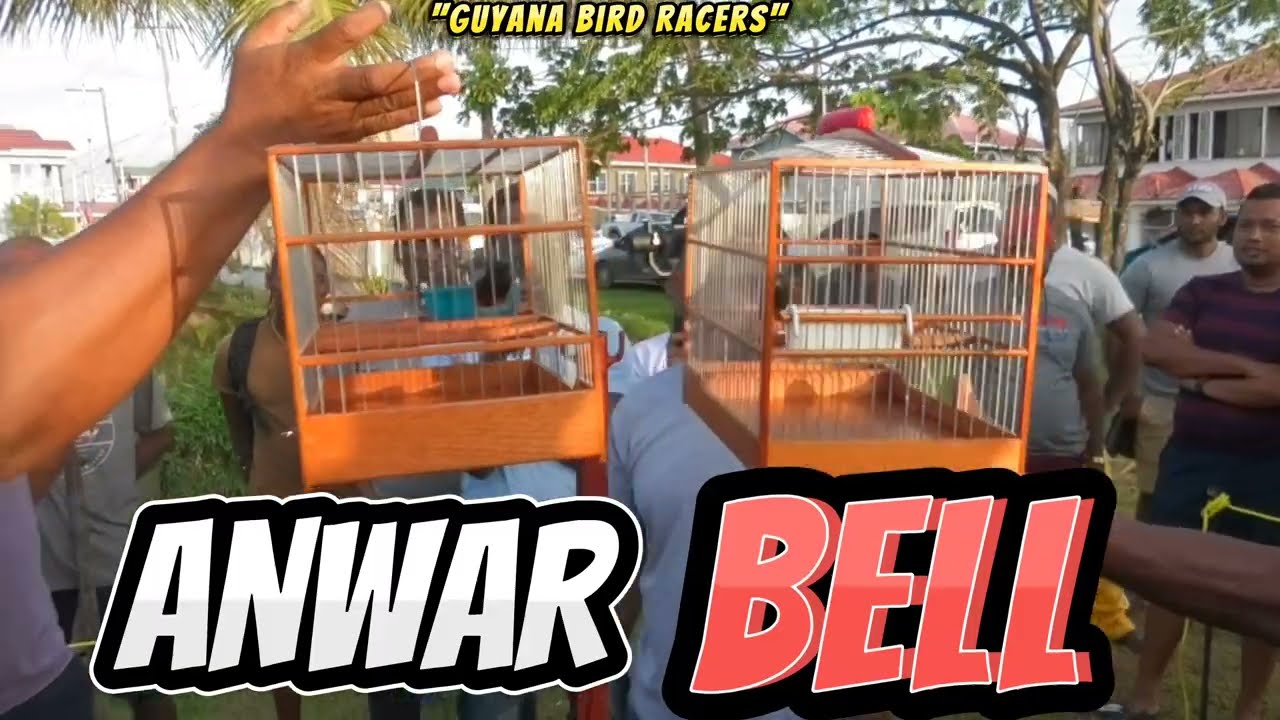 ANWAR VS BELL TOWA TOWA BIRD RACE AT TARA DAM WEST COAST