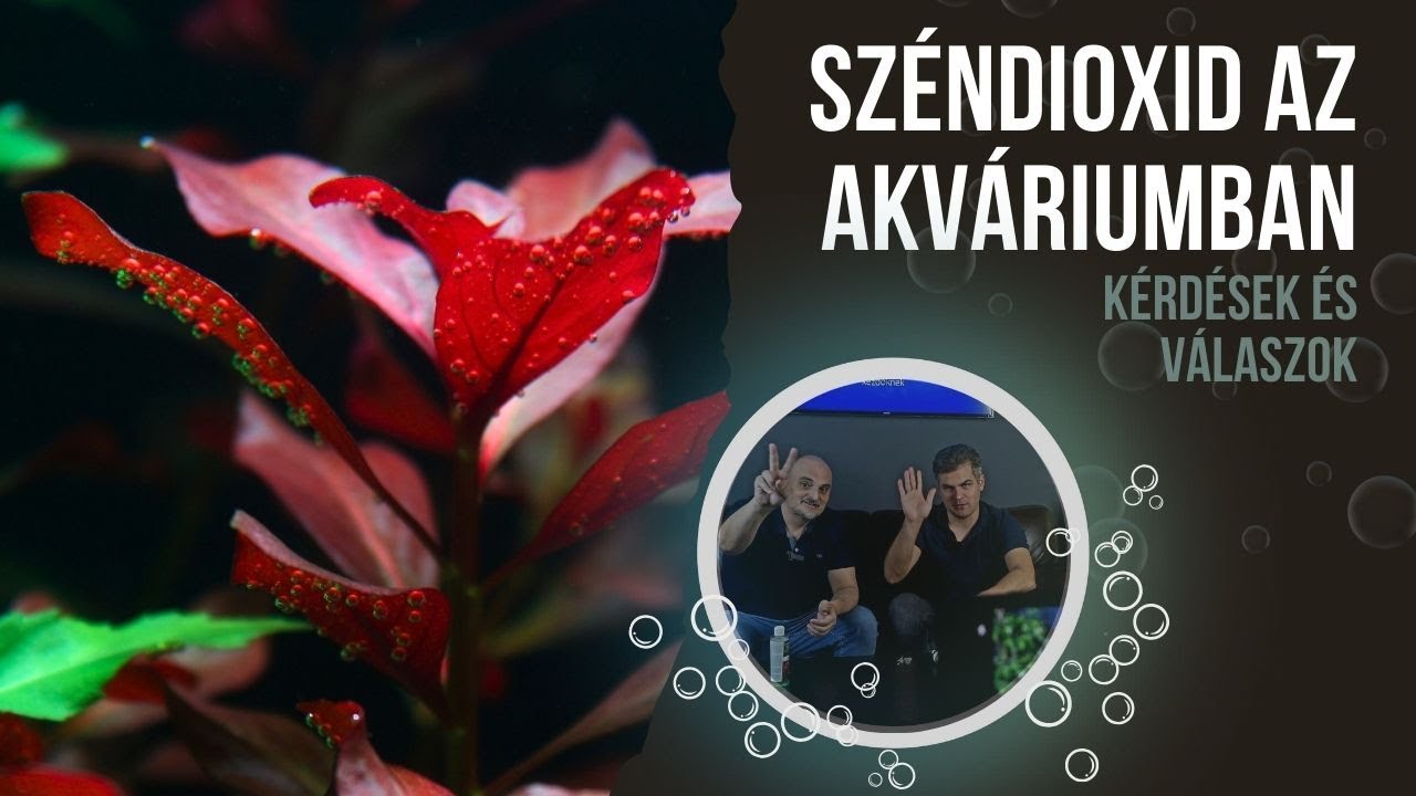 A te kérdéseid, a mi válaszaink: CO2 az akváriumban 🙋❓ + tippek 💡