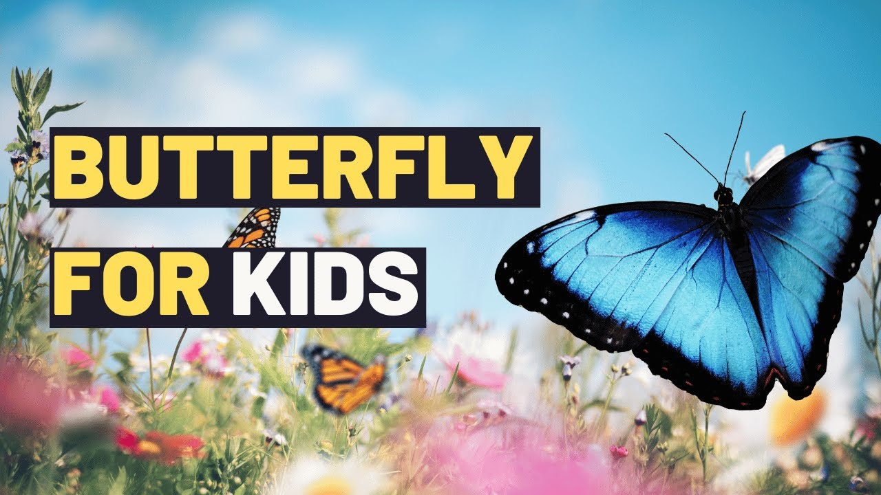 Learn About Butterflies: Fun And Educational Lesson For Kids!