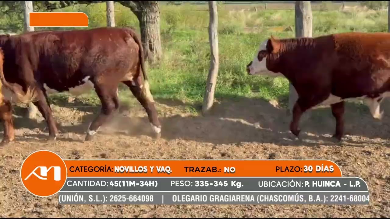 LOTE 125