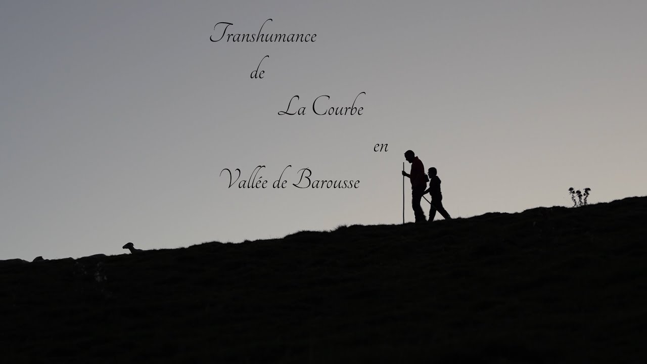 Transhumance de La Courbe