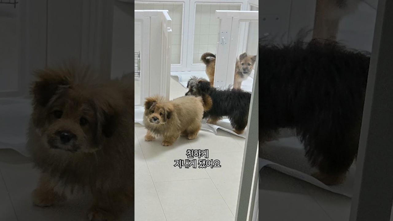 강아지들이 화해 했어요