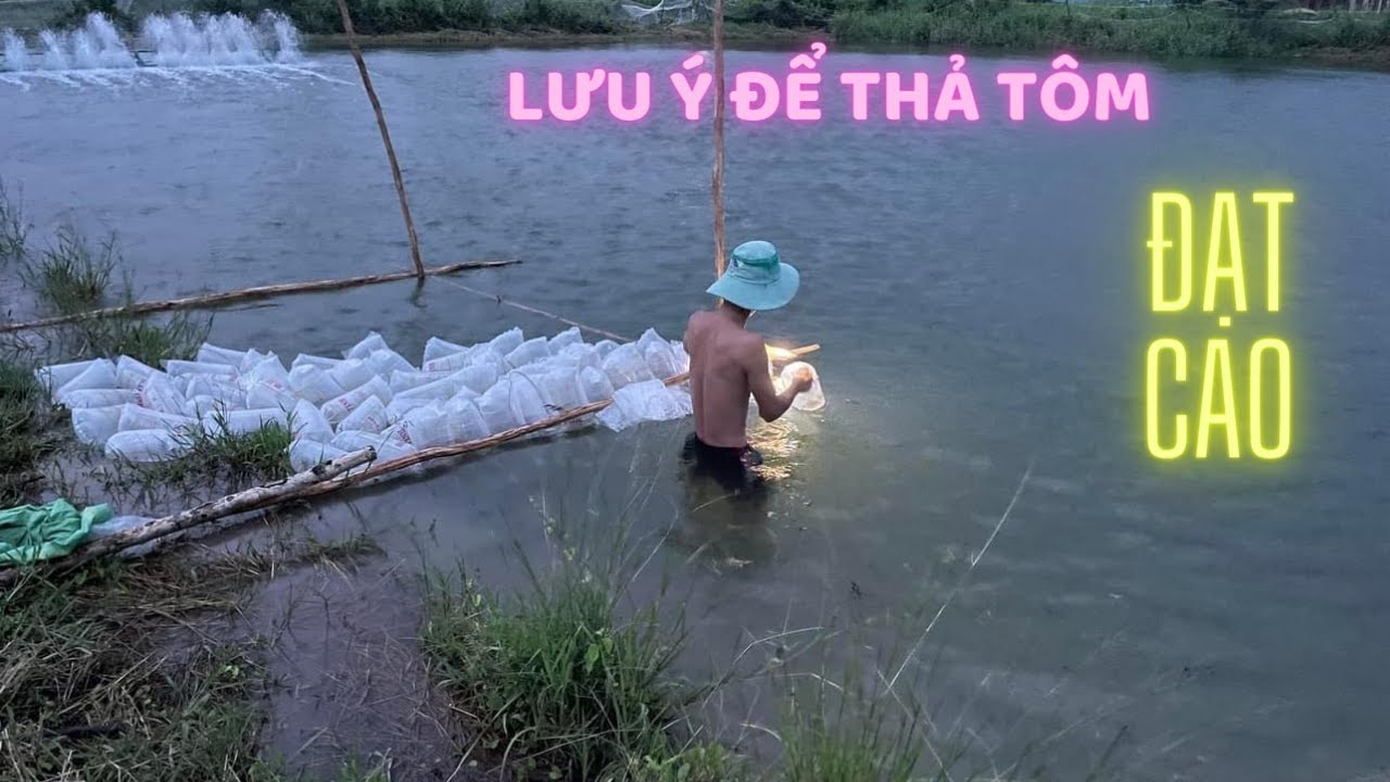 LÀM SAO ĐỂ THẢ TÔM SÚ GIA HÓA (MOANA) ÍT BỊ 