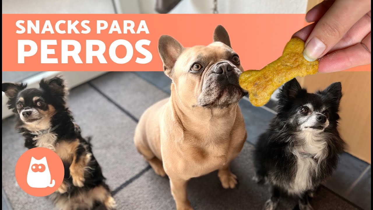 GALLETAS para PERROS con 3 Ingredientes 🐶 | Premios Caseros para Perros