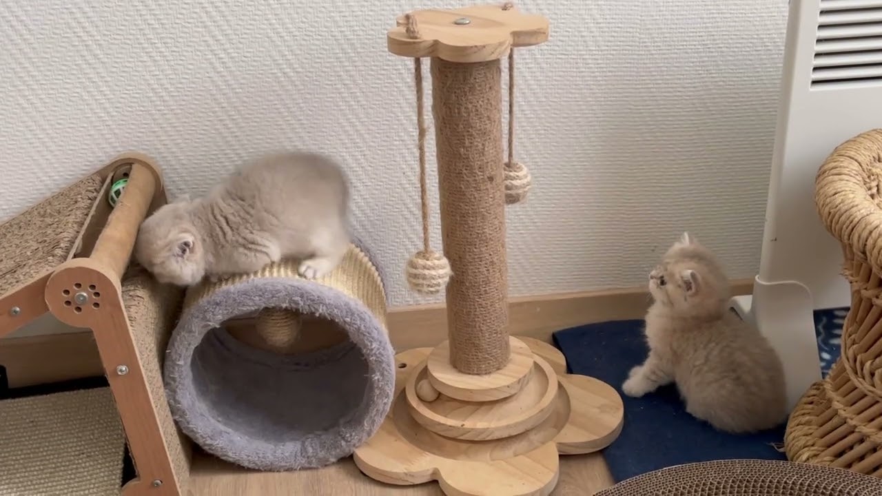 British Kittens’ Fun Day | Jumping, Running & Pure Joy 🐱✨