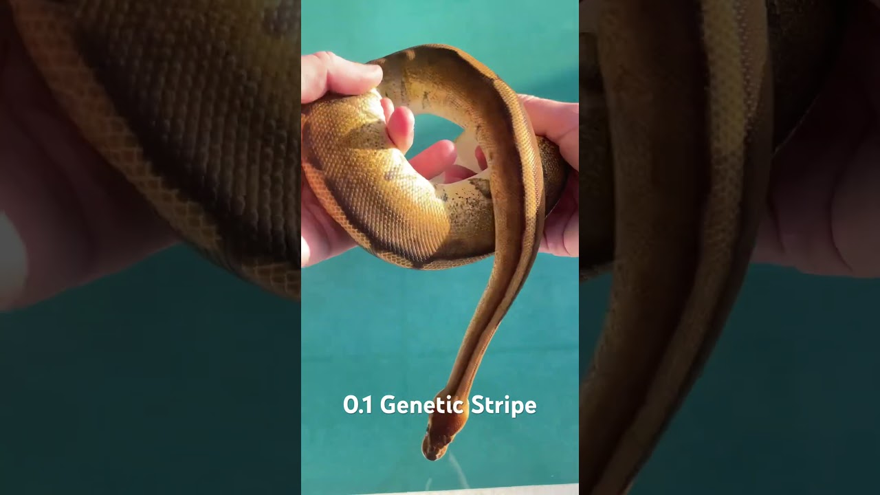 0.1 Genetic Stripe on MorphMarket #ballpython #ballpythons #ballpythonmorph  #ballpythoncommunity