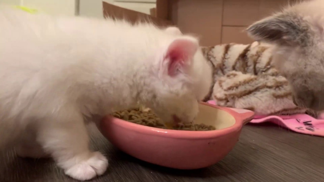 Transitioning Kittens from Formula