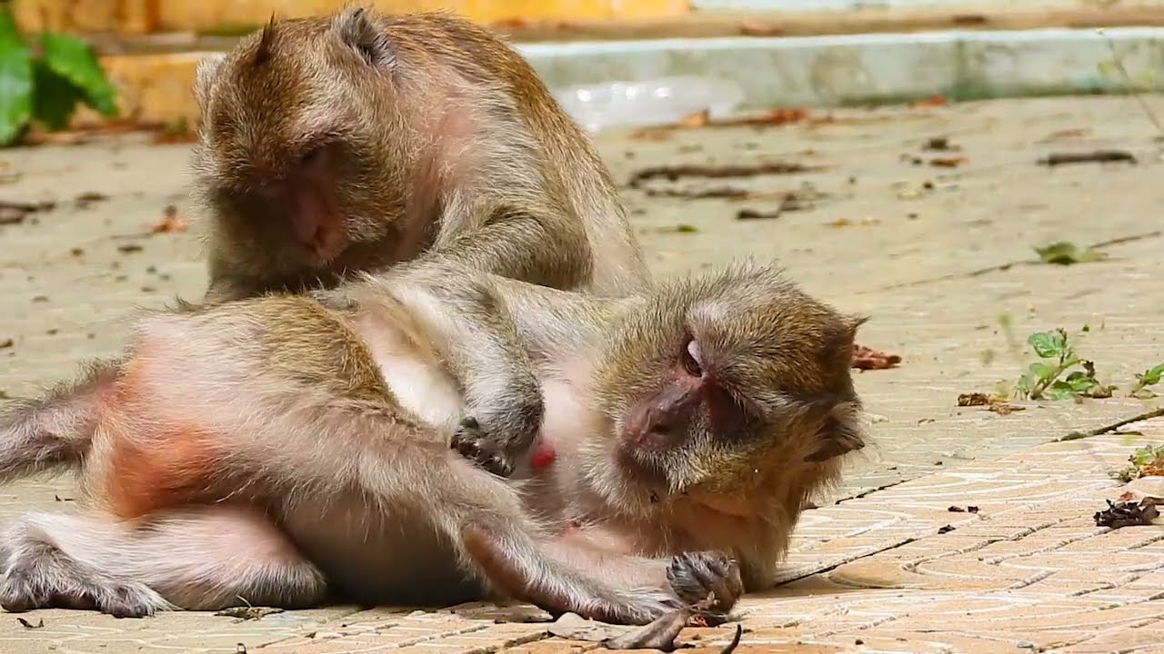 wow adorable monkey Vegas