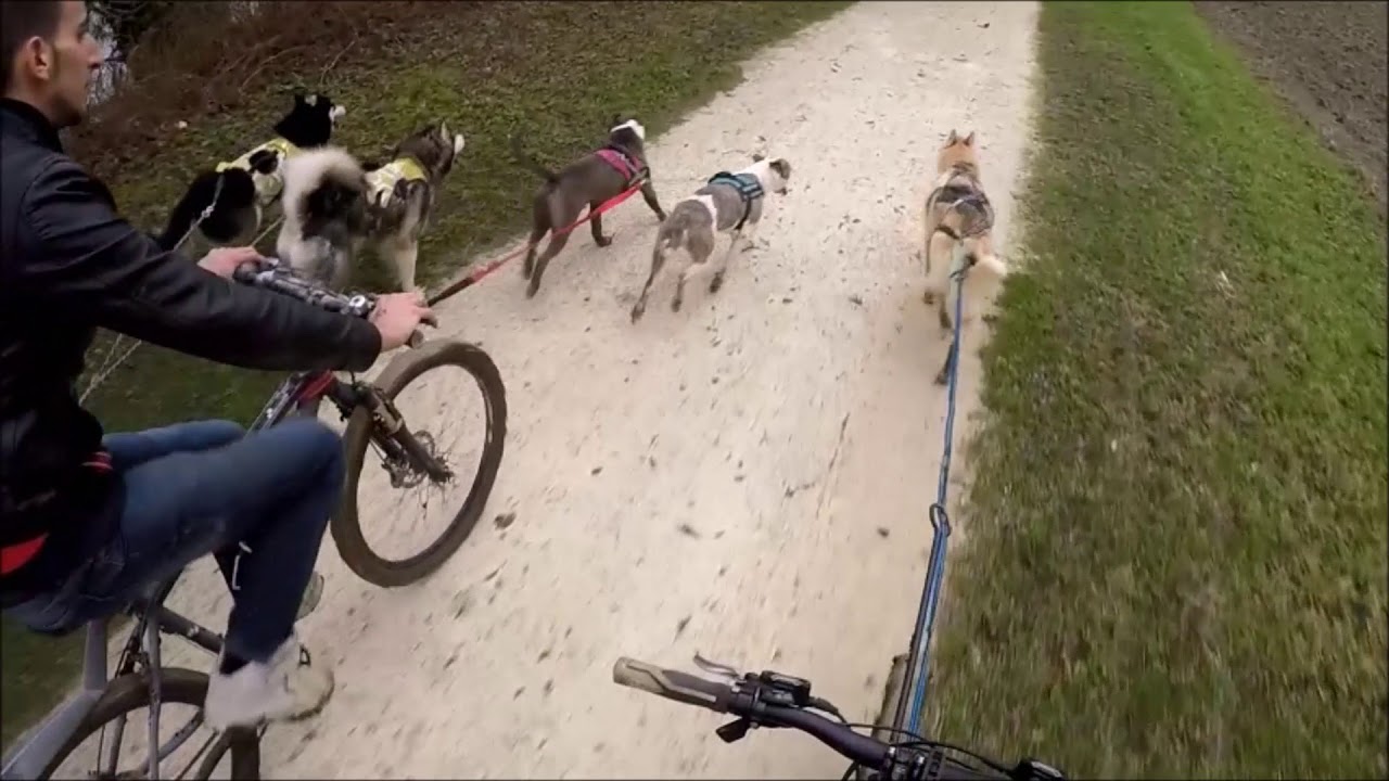 Canivtt Husky et American Staff hd