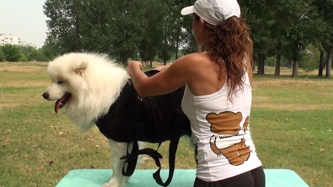 Ganzk&ouml;rper Tragehilfe f&uuml;r Hunde | Hundetraining | Hunderettung | Hilfe f&uuml;r Hunde | Hundegesundheit