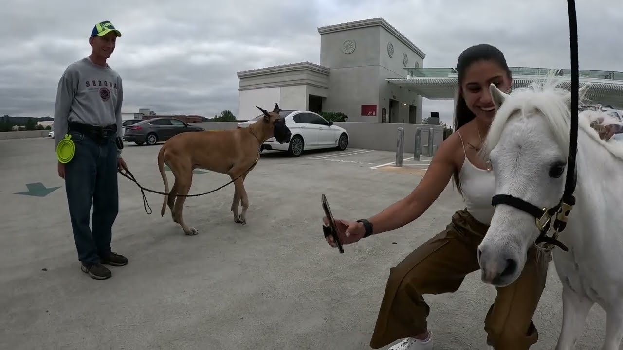 Lt. Rowdy Mini Horse With Cash 2.0 Great Dane In An Elevator Westfield Village Topanga 5