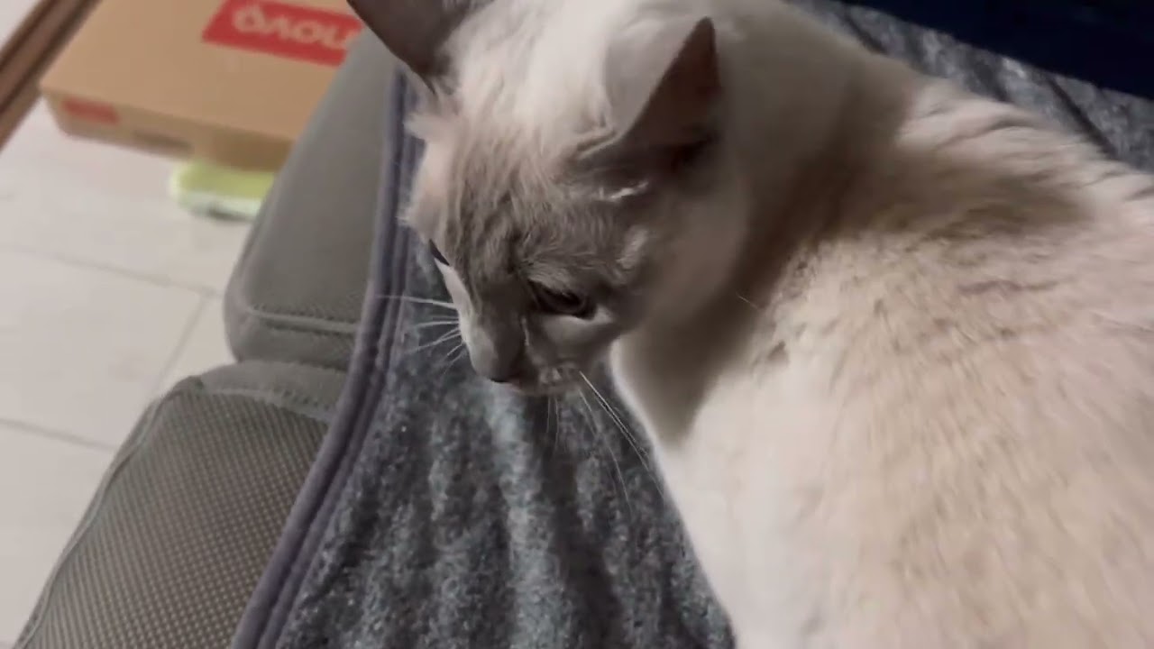 【tonkinese】寒くてもお出迎えはしてくれる　2025.12.7 トンキニーズ
