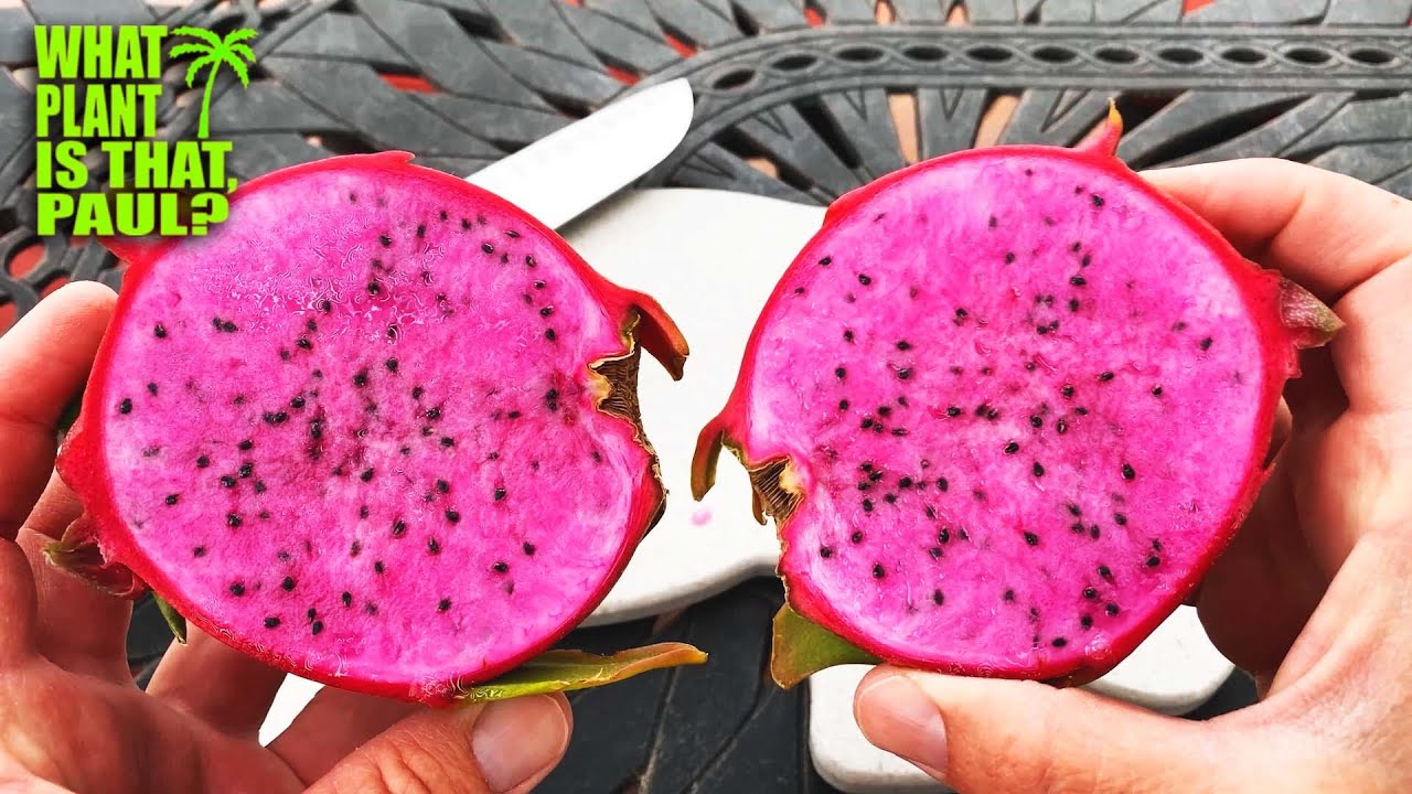 Cosmic Charlie Dragon Fruit TASTING and REVIEW / Superb grape-like flavor / GUESS the BRIX?