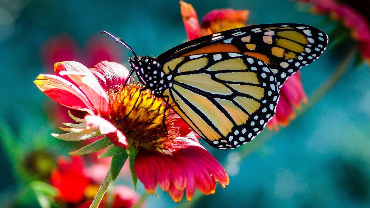 Happy Music | Uplifting Music | Beautiful Nature