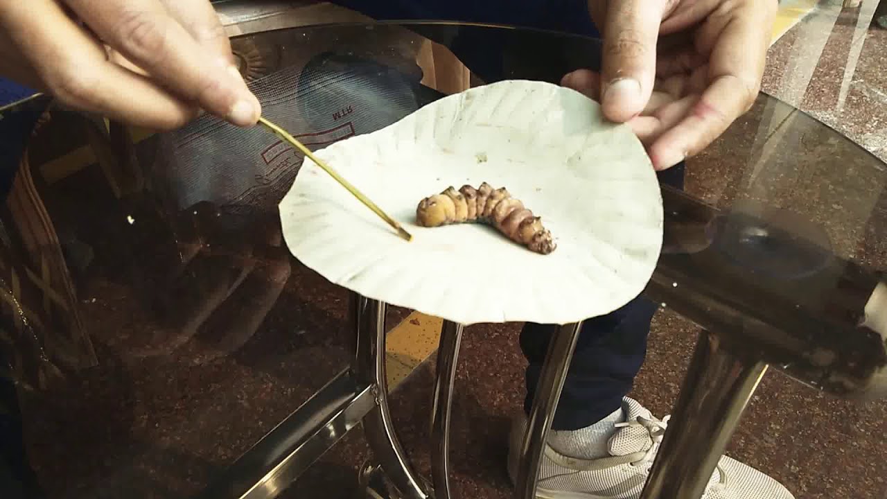 Largest caterpillar I've ever seen ( Giant Caterpillar )