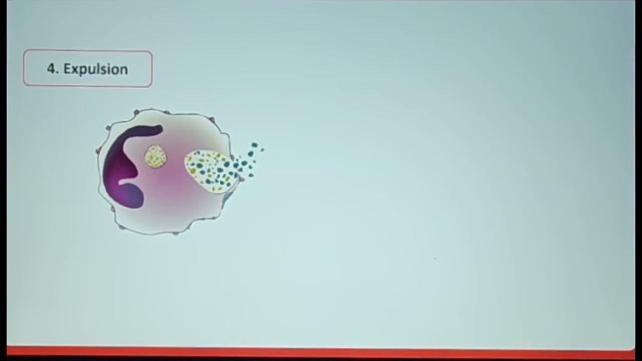 Tâche 3:Décrire le rôle de la phagocytose dans l'immunité.2 الدرس 3/الدورة