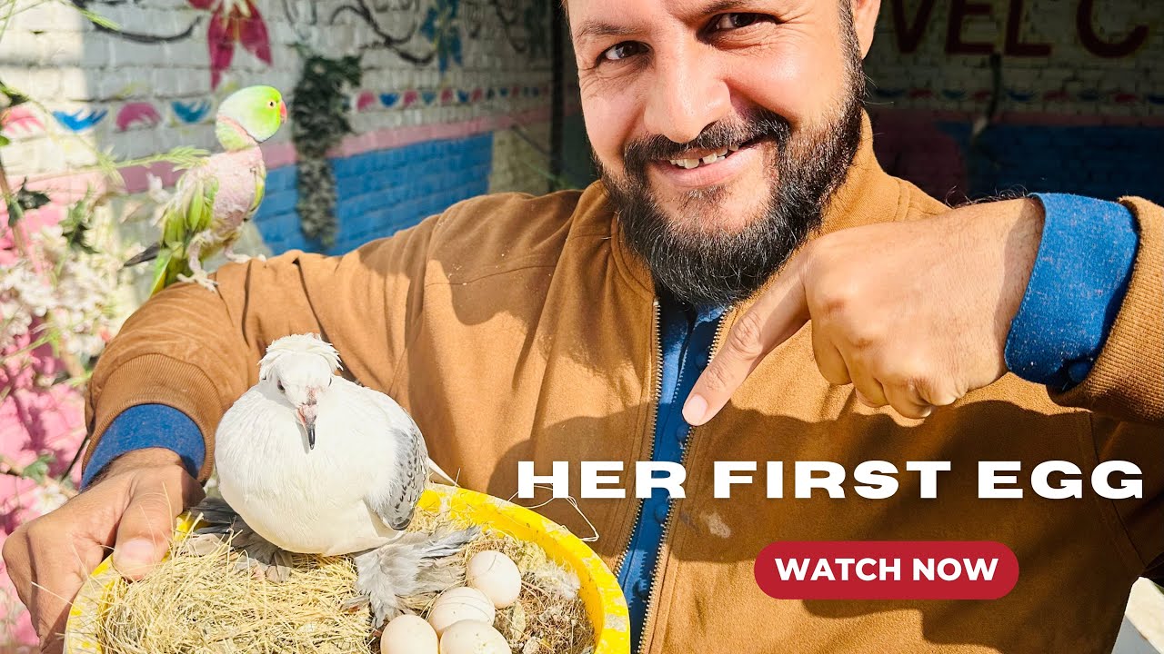My Shahzadi First Time Laid Egg | Pets Vlog | #birds #pets #animals