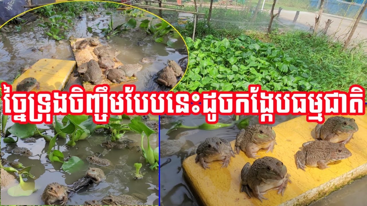ច្នៃទ្រុងចិញ្ចឹមបែបនេះដូចកង្កែបធម្មជាតិ
