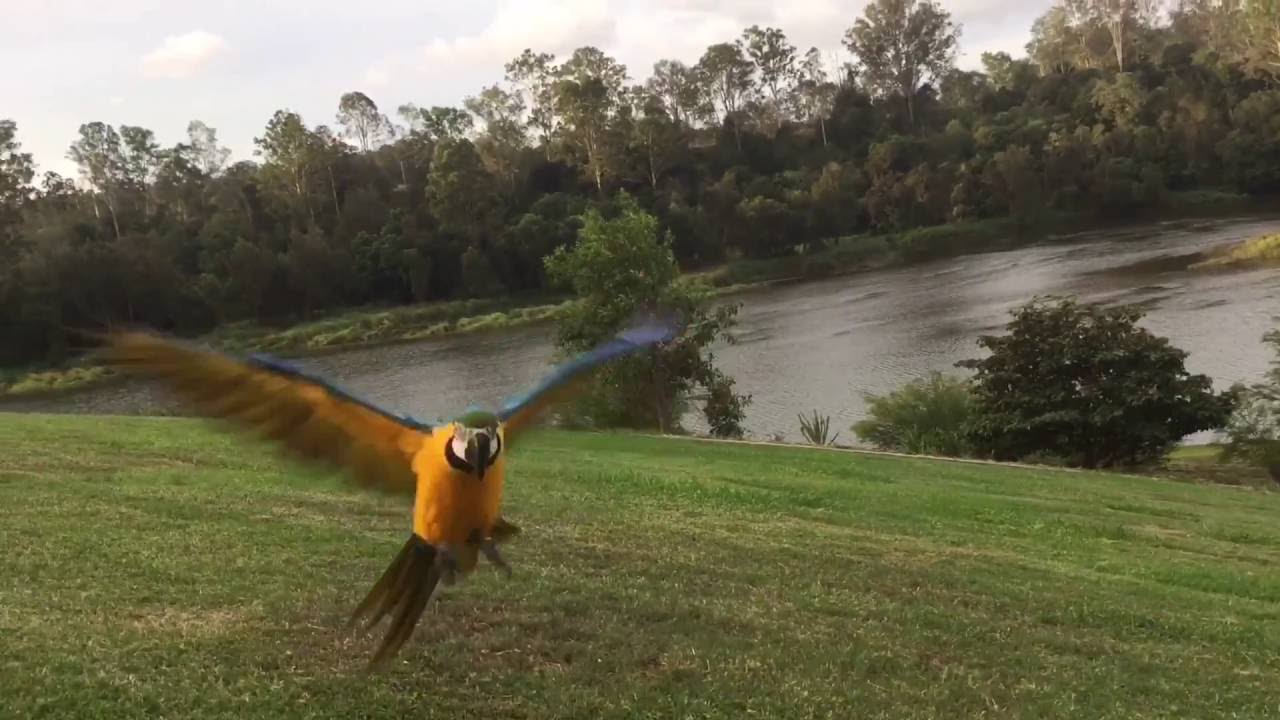 Macaw free flying
