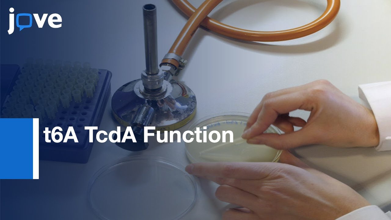 Agarose Gel Retardation Assays to Analyse t6A TcdA Function | Protocol Preview