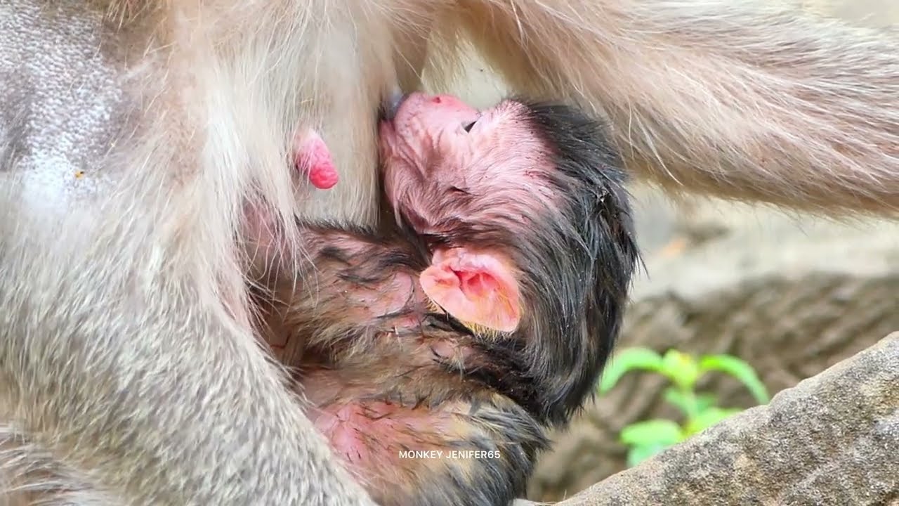 Newborn babies trying to hugs mommy drinks fresh milk 