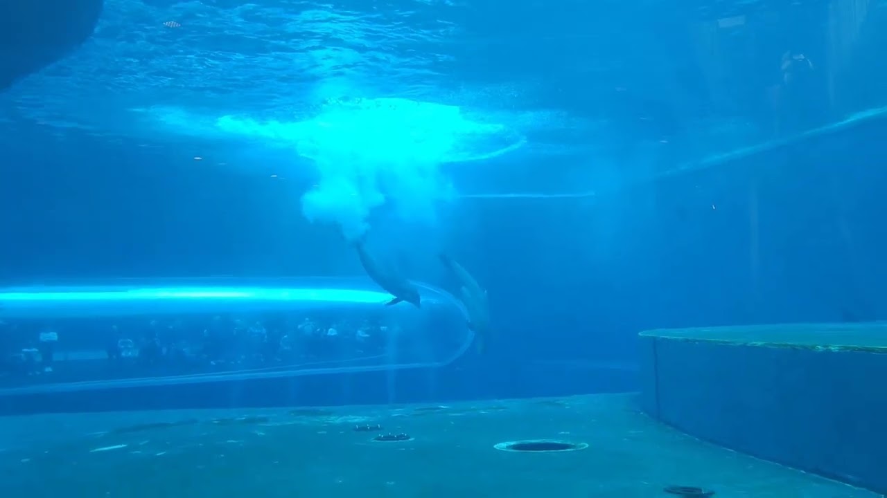 Visita all'acquario di Genova e città dei bambini