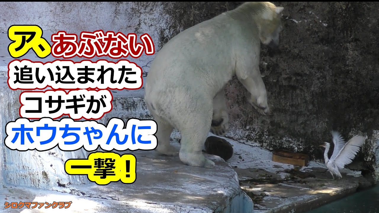 Ах, загнанная в угол маленькая цапля бьёт Хоу-чана! #TennojiZoo #Хоу-чан #сераяцапля