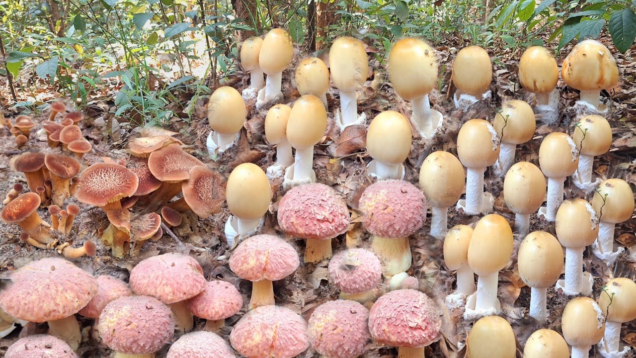 อลังการ!!เห็ดระโงกดอกใหญ่ๆเป็นหมู่ เห็ดบดดินเป็นกอ เห็ดสีชมพูสวยๆหมานล้นต่า