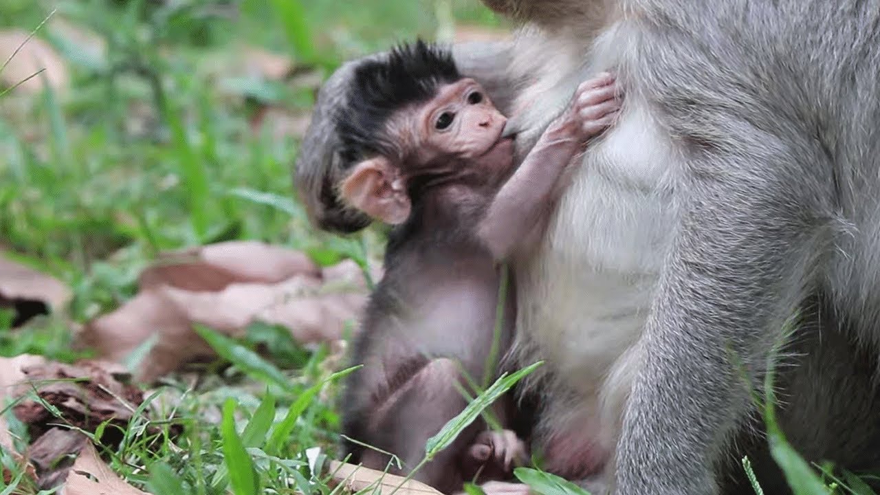Oh God! Look at this lovely baby monkey | Wow Daily