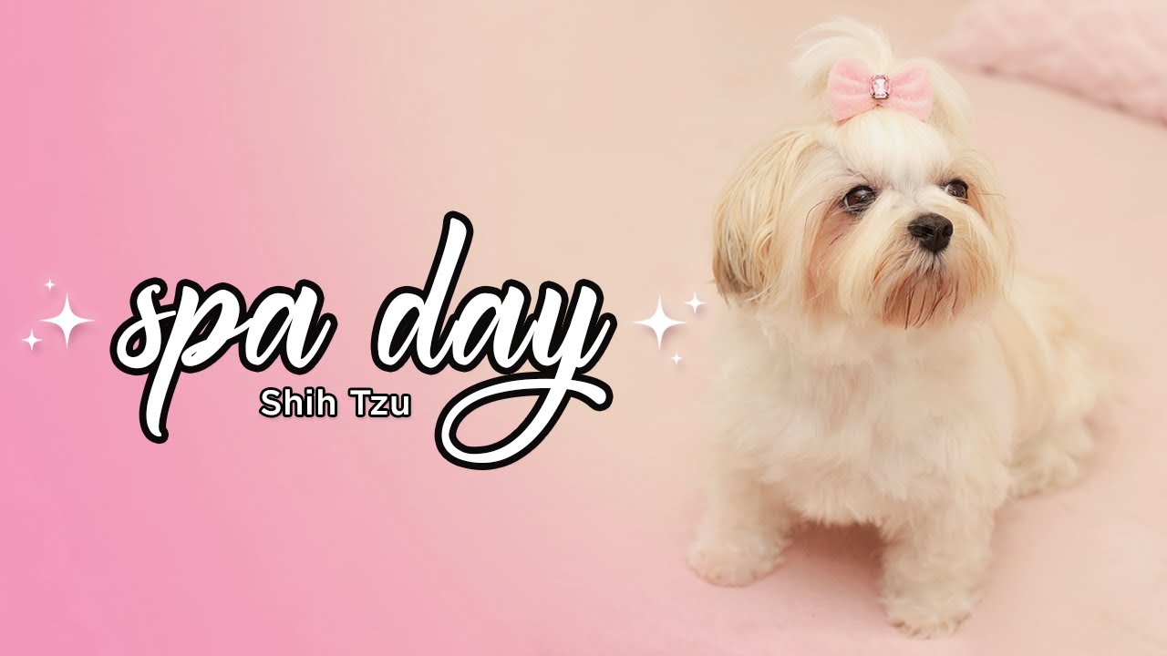 Spa Day da Cocada! Banho, Tosa Baby e Glow Up na Shih Tzu! 🐾