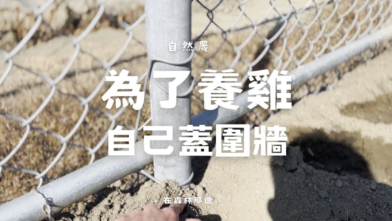 為了養雞我自己蓋圍牆！防野狗入侵的關鍵竟然是埋在土裡的「這 30 公分」？