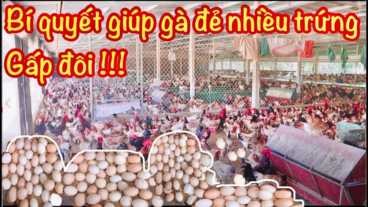 Cách giúp gà đẻ trứng nhiều gấp đôi ! Gấp đôi lợi nhuận !