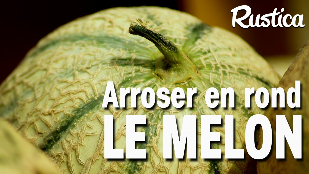 Comment bien arroser le melon